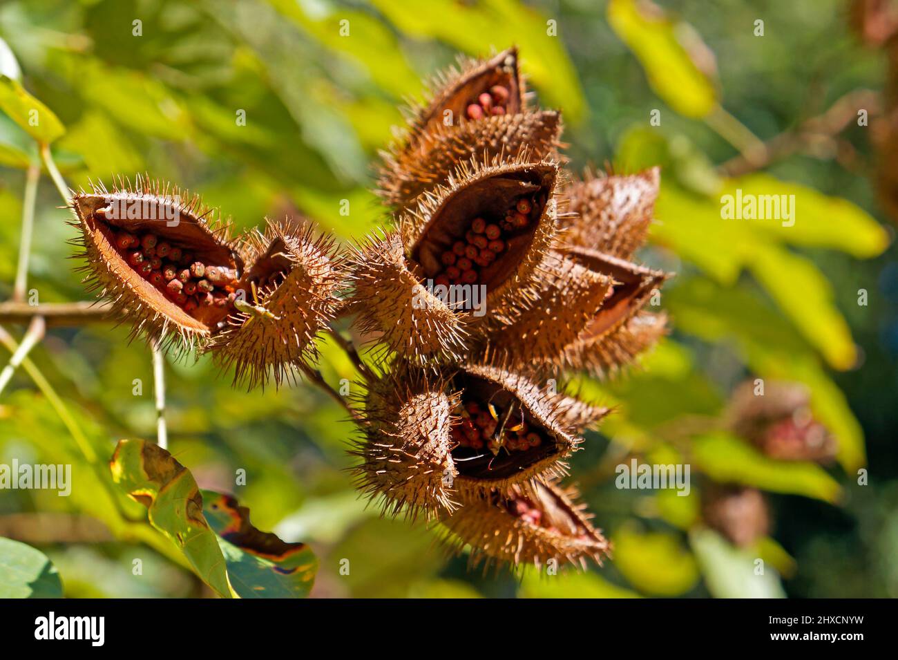 Achiote seeds on tree (Bixa orellana) Stock Photo