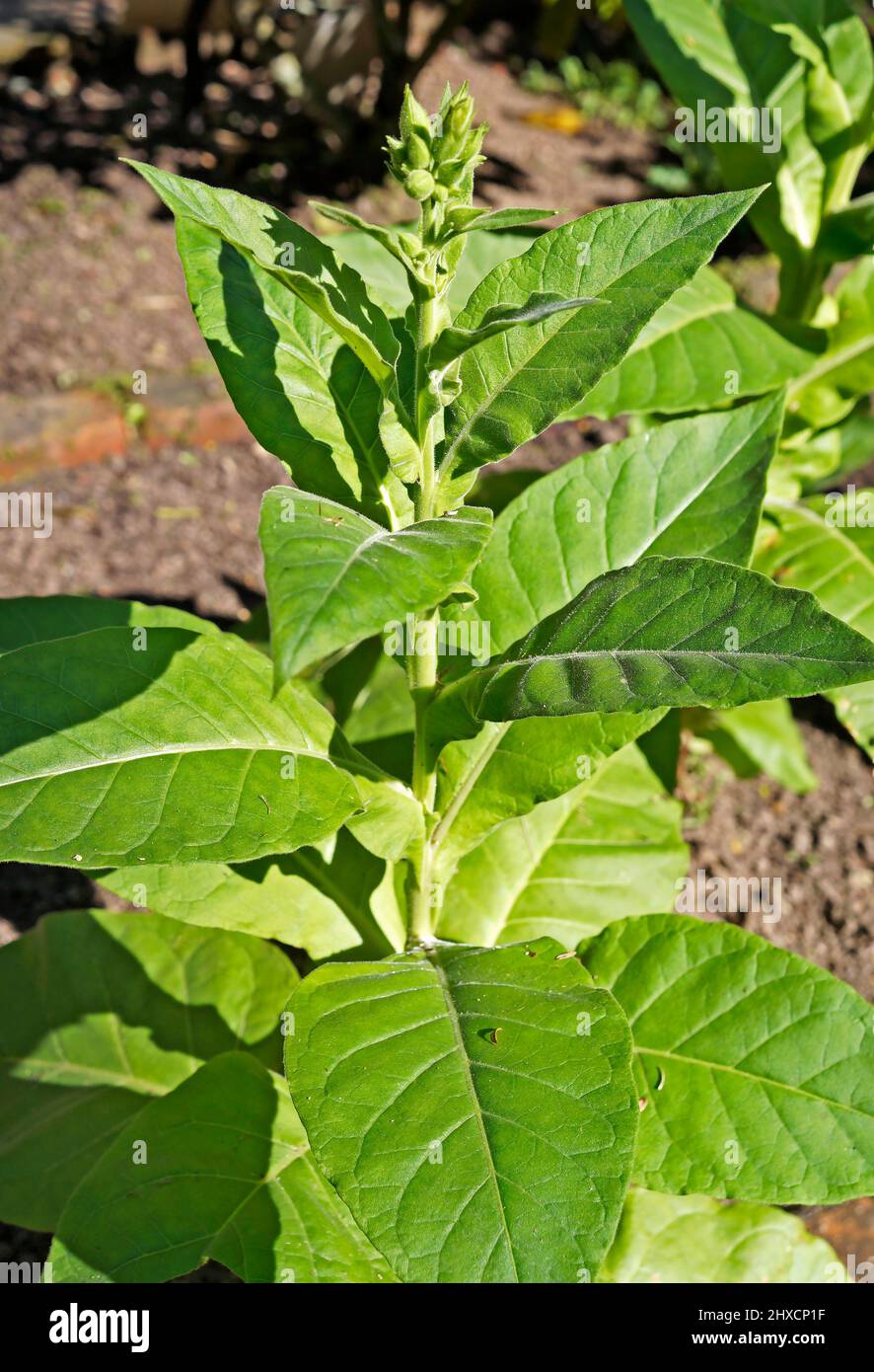 Tobacco plant (Nicotiana tabacum) on garden Stock Photo