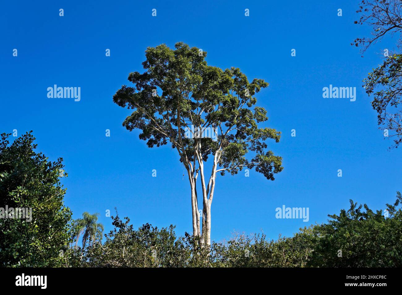Big tree on tropical rainforest, Rio Stock Photo