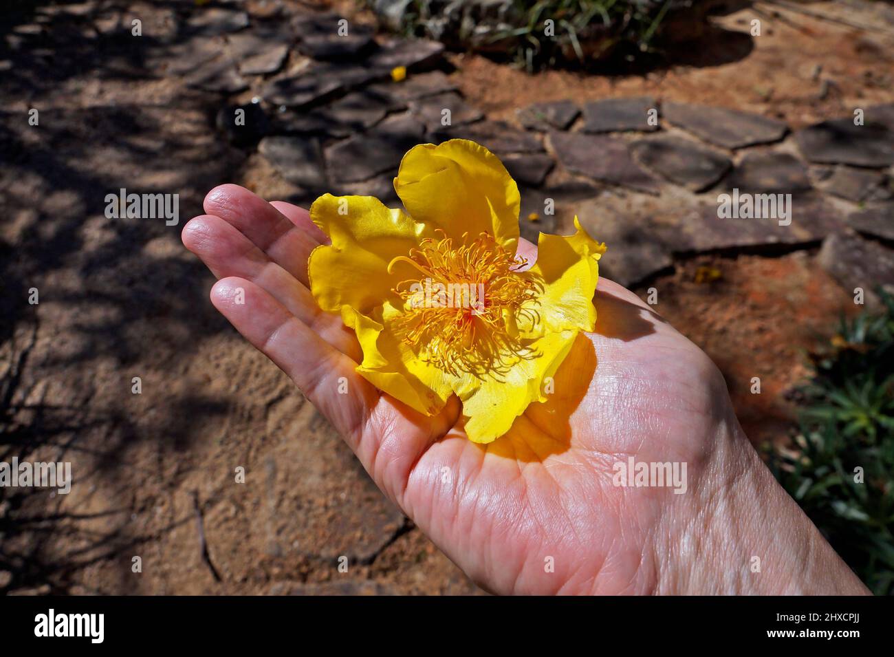 Yellow flower on hand (Cochlospermum vitifolium) Stock Photo
