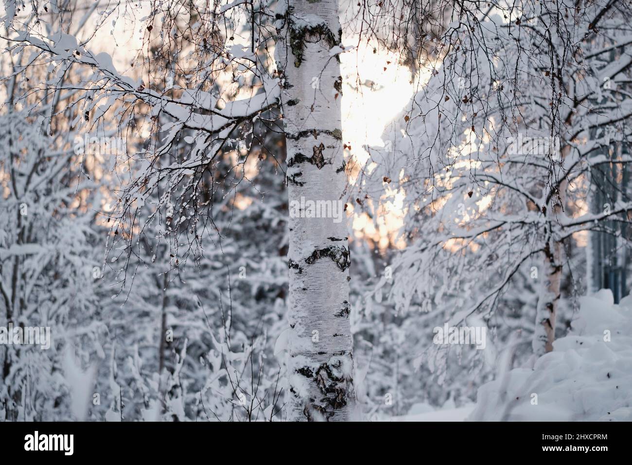 Conifer and birch hi-res stock photography and images - Alamy