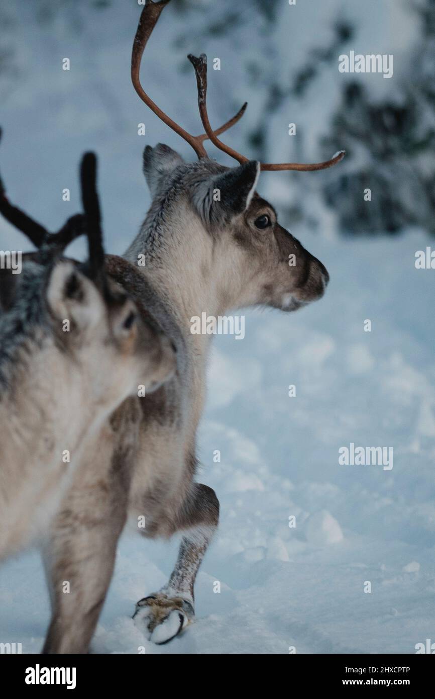 Young Reindeer walking on snow looking straight into the camera Stock Photo
