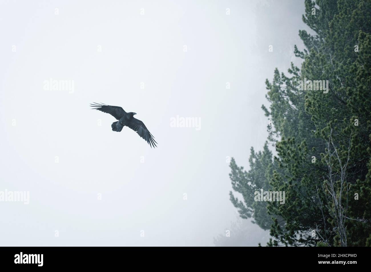 crow flying through the fog into bushes Stock Photo