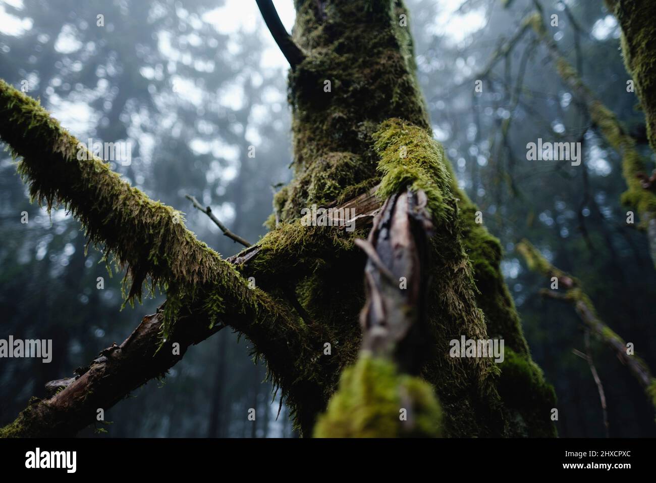 Abstract tree formation with blurry forest in the background during fog Stock Photo