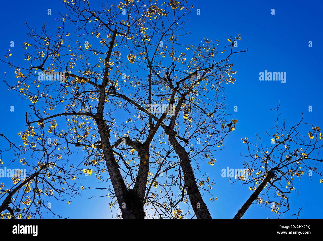 Yellow flowers on tree (Cochlospermum vitifolium) Stock Photo