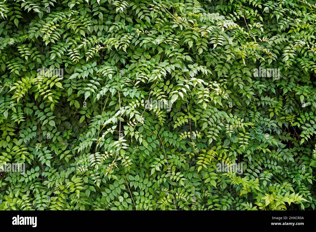 Climber plants background, Ouro Preto, Brazil Stock Photo