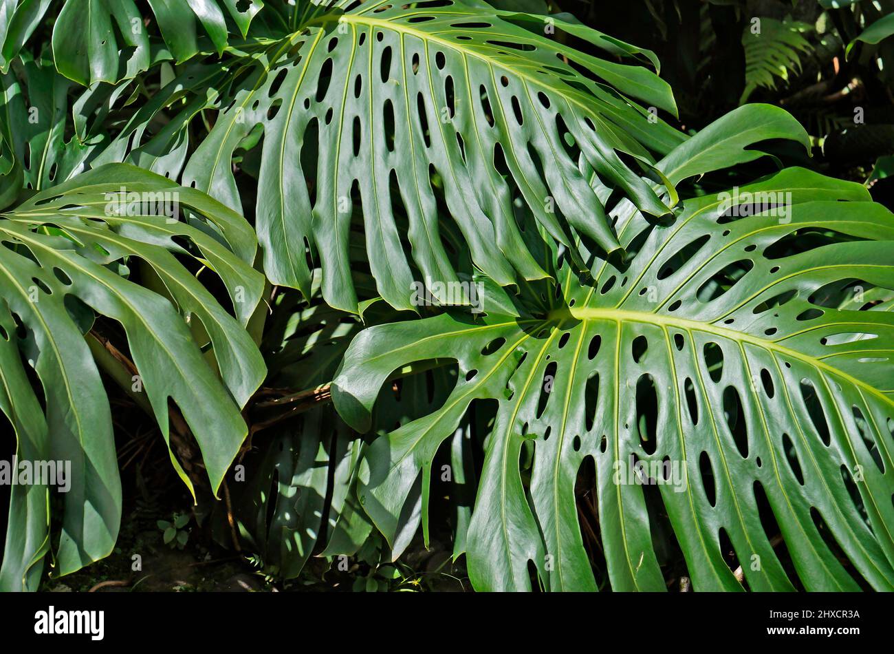 monstera monkey leaf substrat Monstera Adansonii 'Monkey Leaf' Medium main image 1