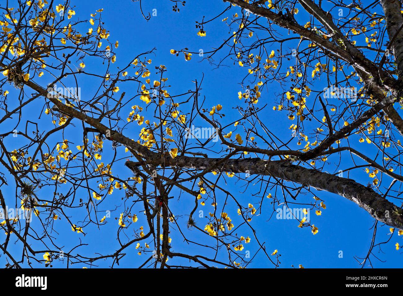 Yellow flowers on tree (Cochlospermum vitifolium) Stock Photo