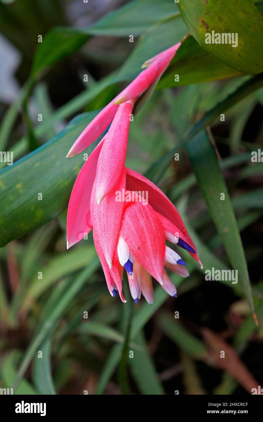Bromeliad inflorescence (Billbergia sp.) on garden Stock Photo