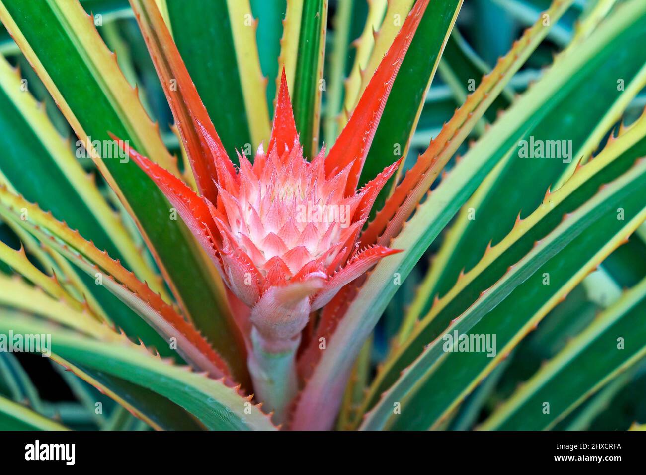 Ornamental pineapple plant green leaf hires stock photography and
