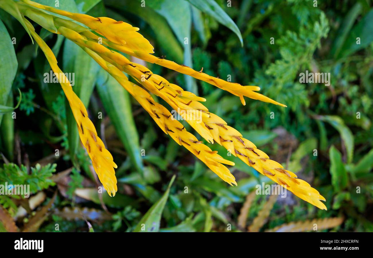 Bromeliad inflorescence on tropical rainforest Stock Photo