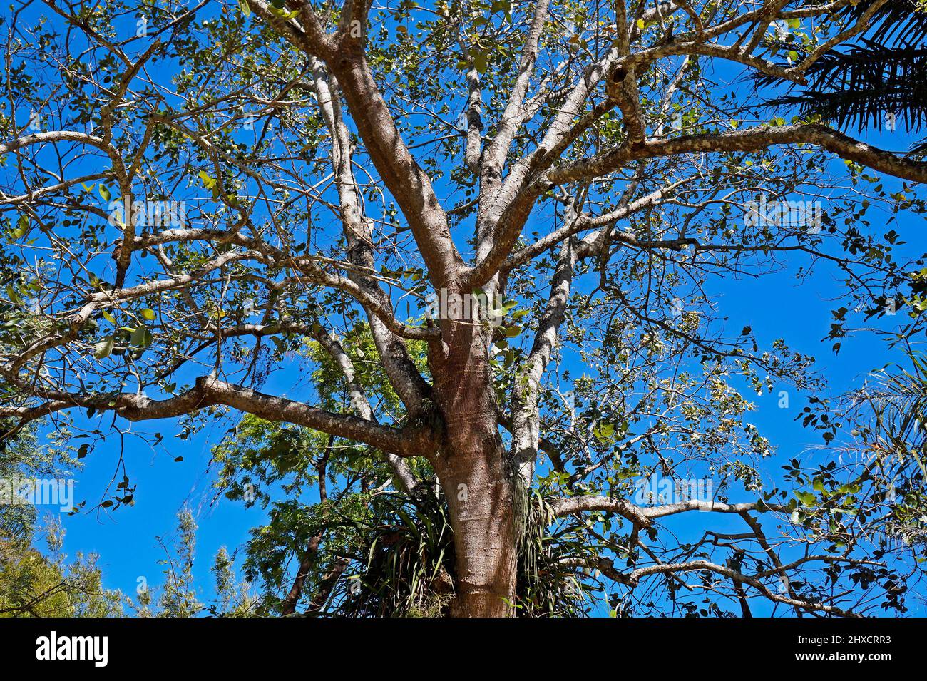 Tropical tree on forest (Erythrina fusca), Rio Stock Photo