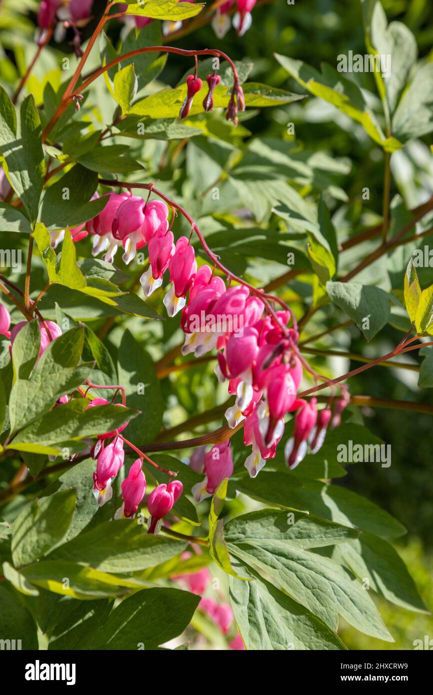 Teary heart or heart flower in the garden in summer Stock Photo