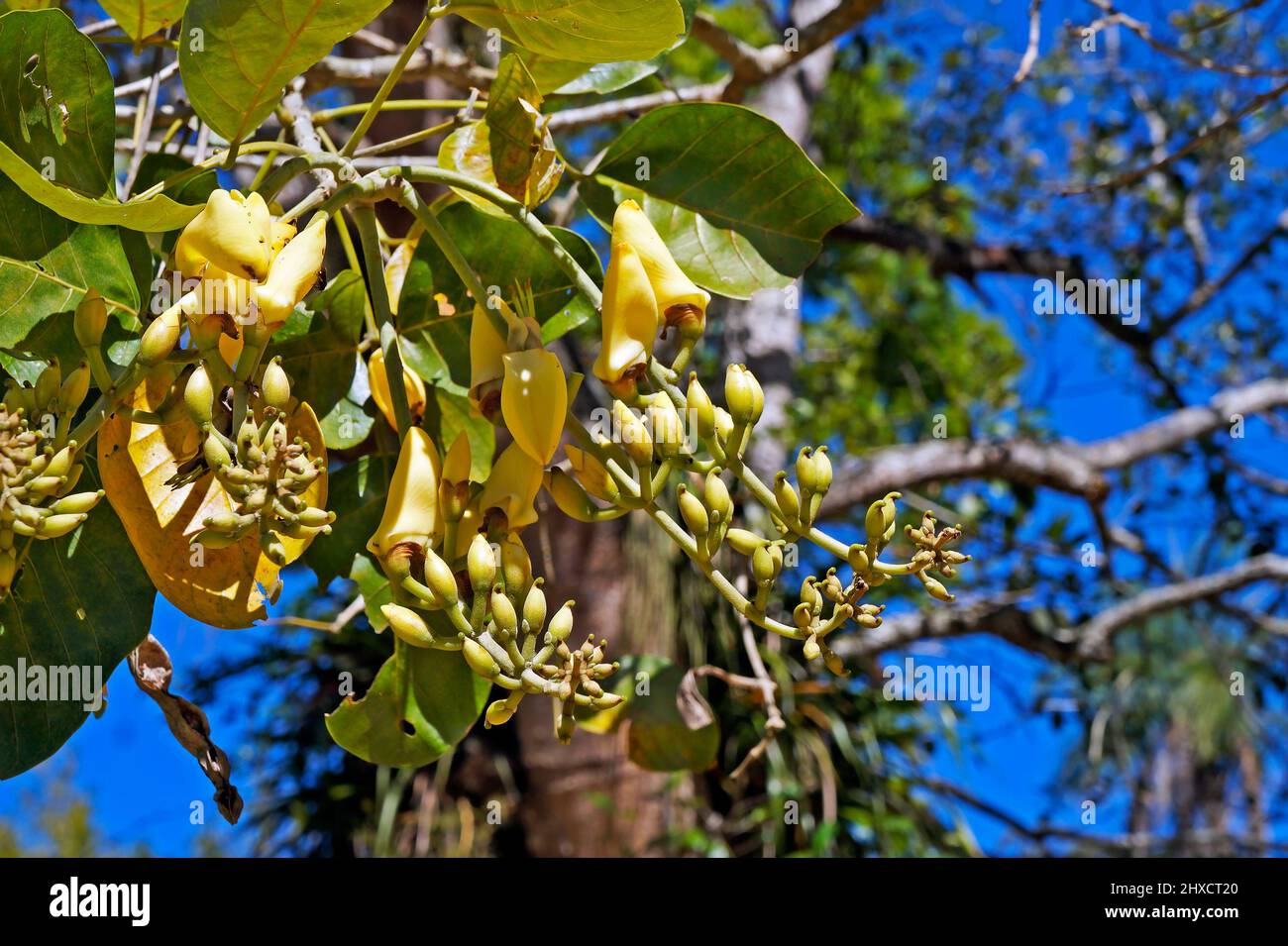 Yellow flowers on tree (Erythrina fusca), Rio Stock Photo