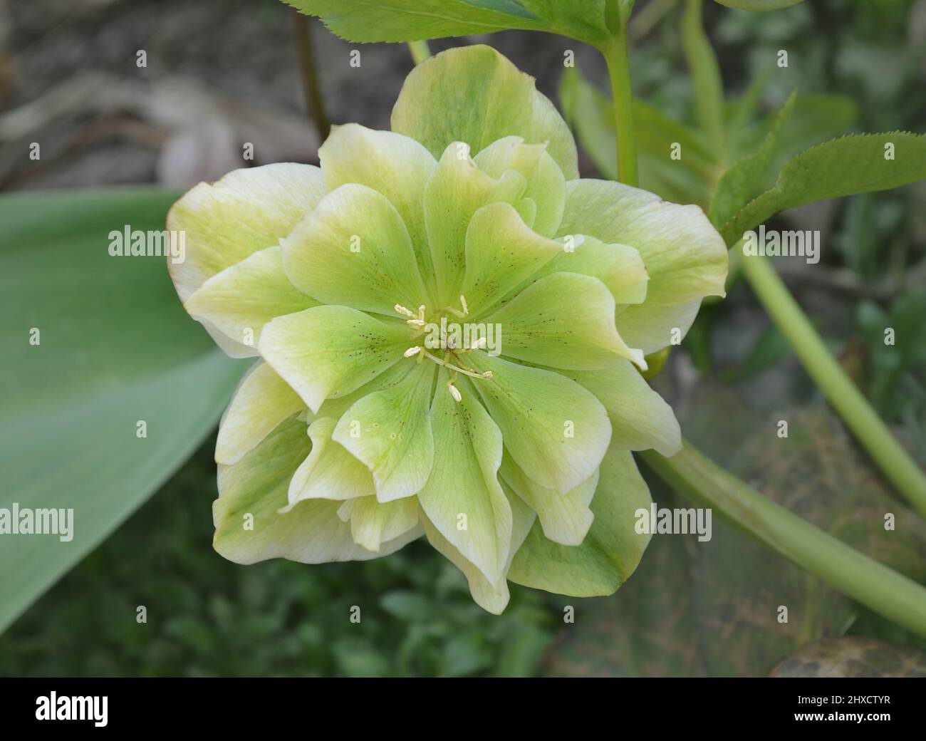 White flowers of hellebores Double Ellen White. Evergreen perennial hellebore bloom in late winter to early spring.Christmas rose or hellebore. Stock Photo
