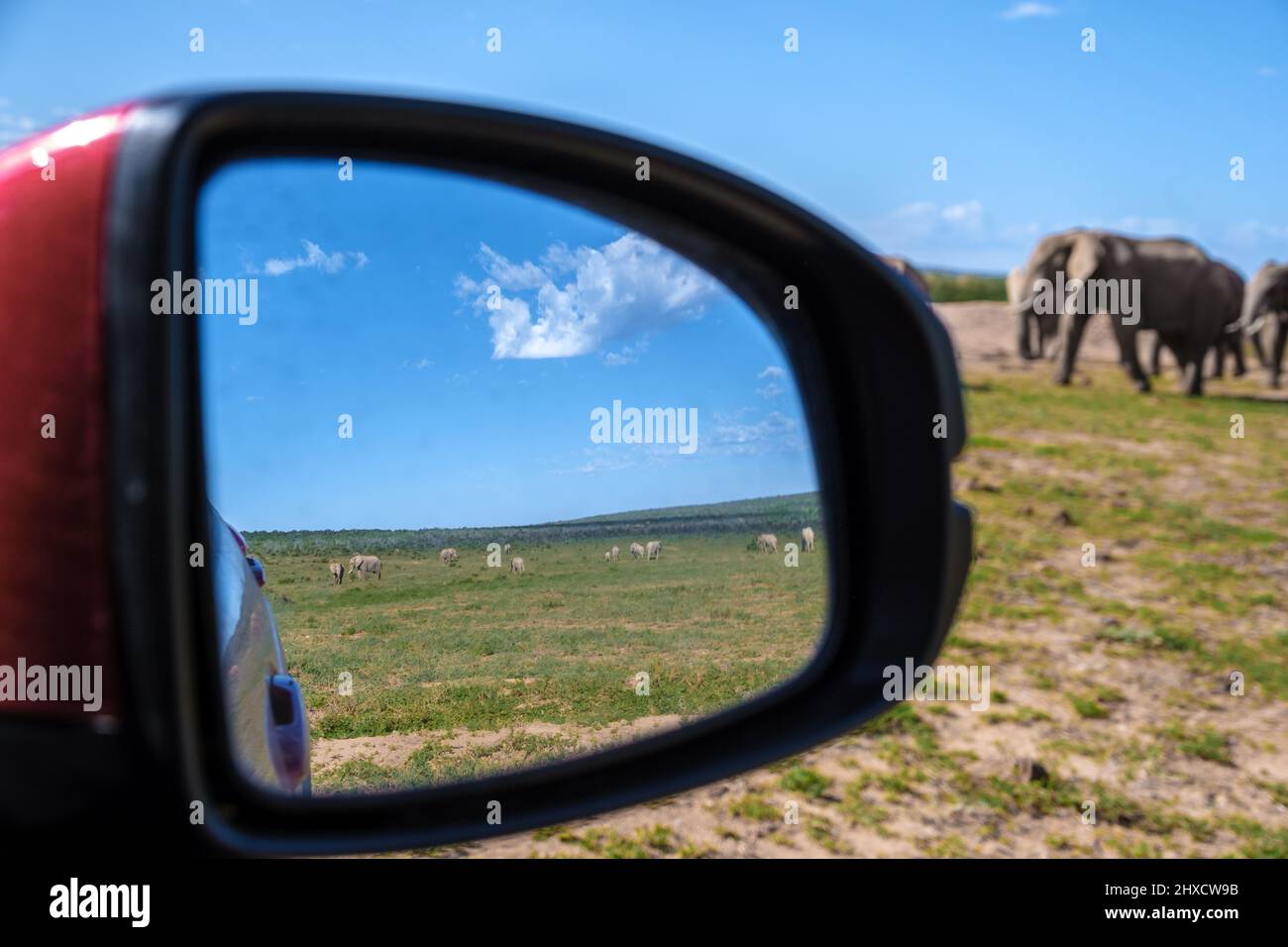 Addo Elephant Park South Africa, Family of Elephants in Addo elephant