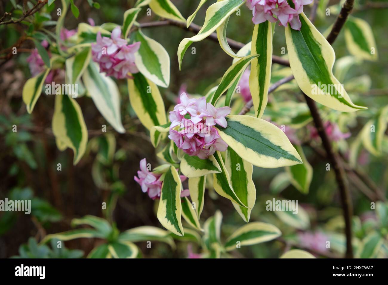 Winter Daphne odora Ômae-jimaÕ in flower Stock Photo - Alamy