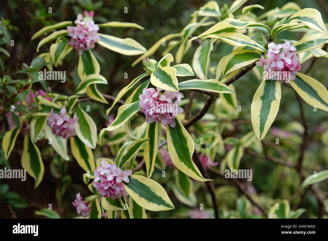 Winter Daphne odora Ômae-jimaÕ in flower Stock Photo - Alamy