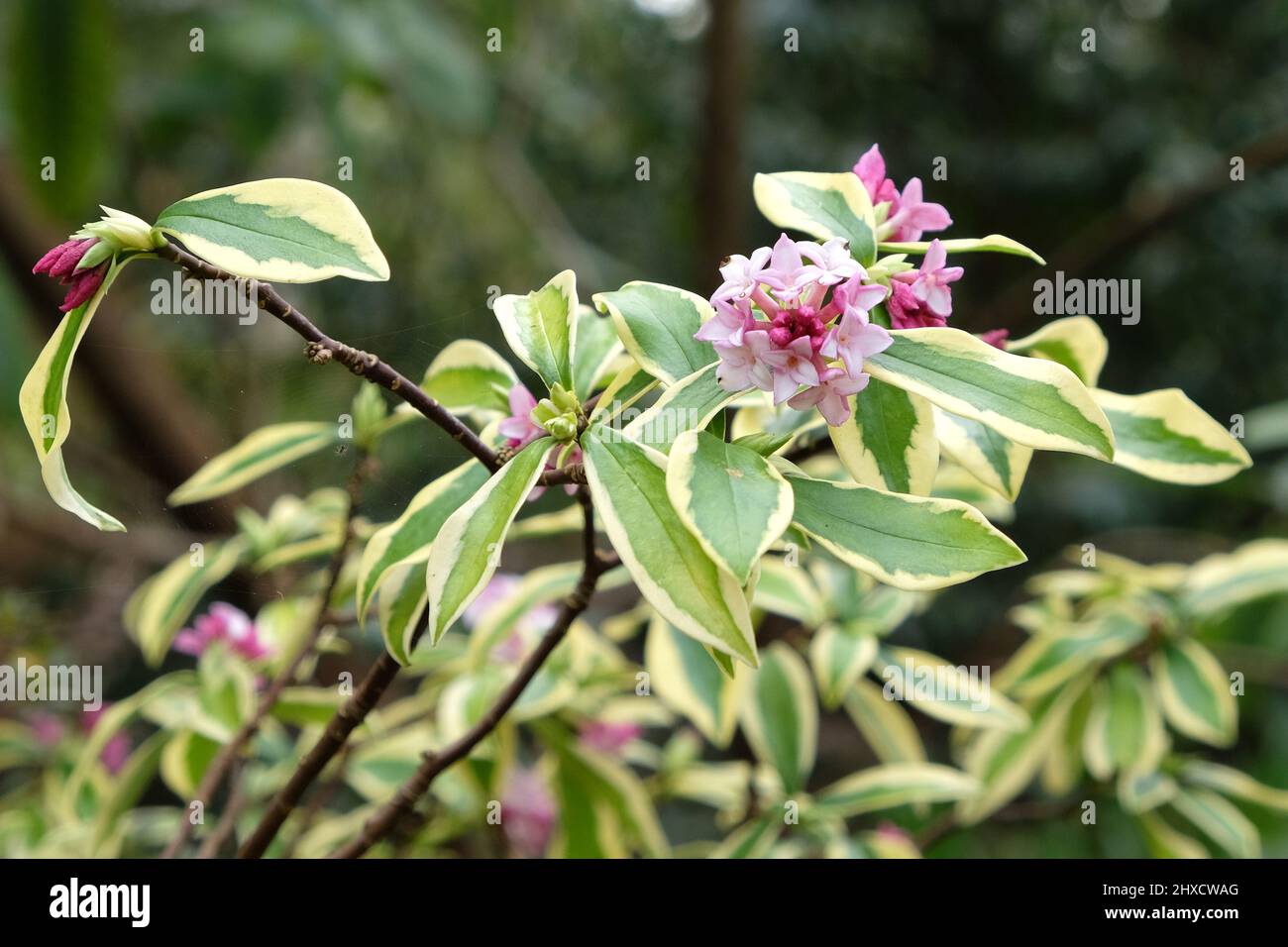 Winter Daphne odora Ômae-jimaÕ in flower Stock Photo - Alamy