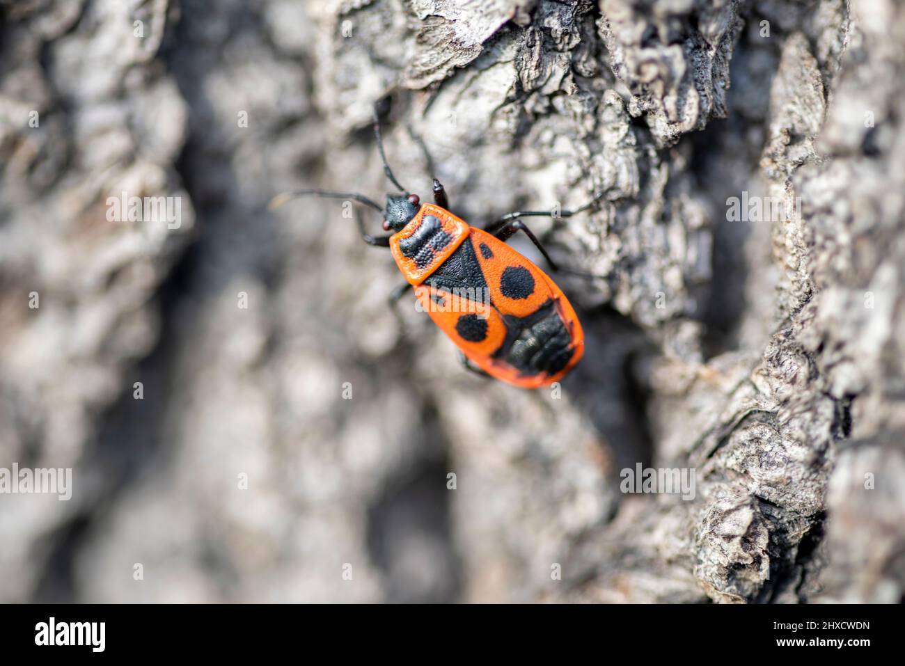 A fire bug (Pyrrhocoris apterus), commonly called a fire beetle, crawls along a tree trunk Stock Photo