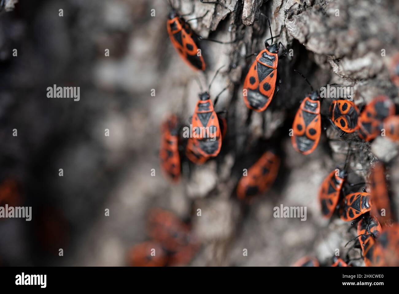 Fire bugs (Pyrrhocoris apterus), commonly called fire beetles, crawl along a tree trunk Stock Photo