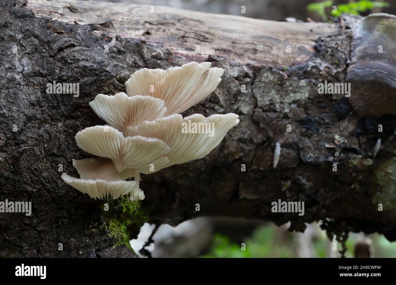 Indian oyster, Pleurotus pulmonarius growing on aspen tree, horizontal