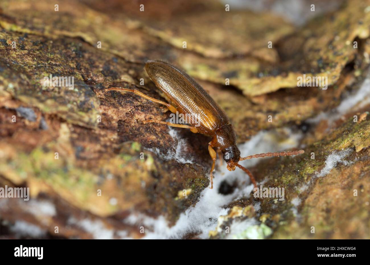Darkling beetle, mycetophagus flavipes on aspen bark with fungi, macro photo Stock Photo