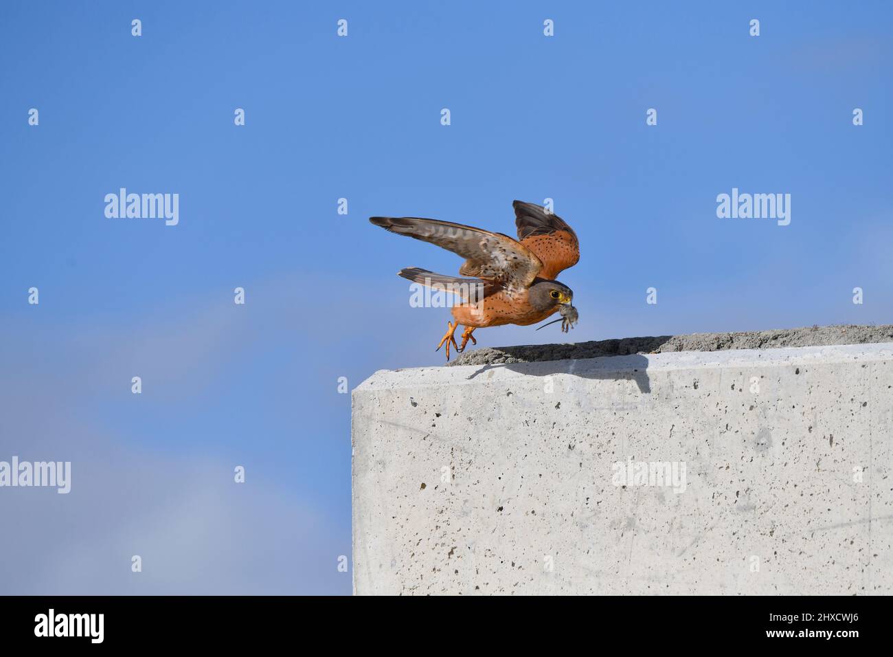 Female Rock Kestrel (Falco rupicolus) carrying prey item to nest, western Cape, South Africa. Stock Photo