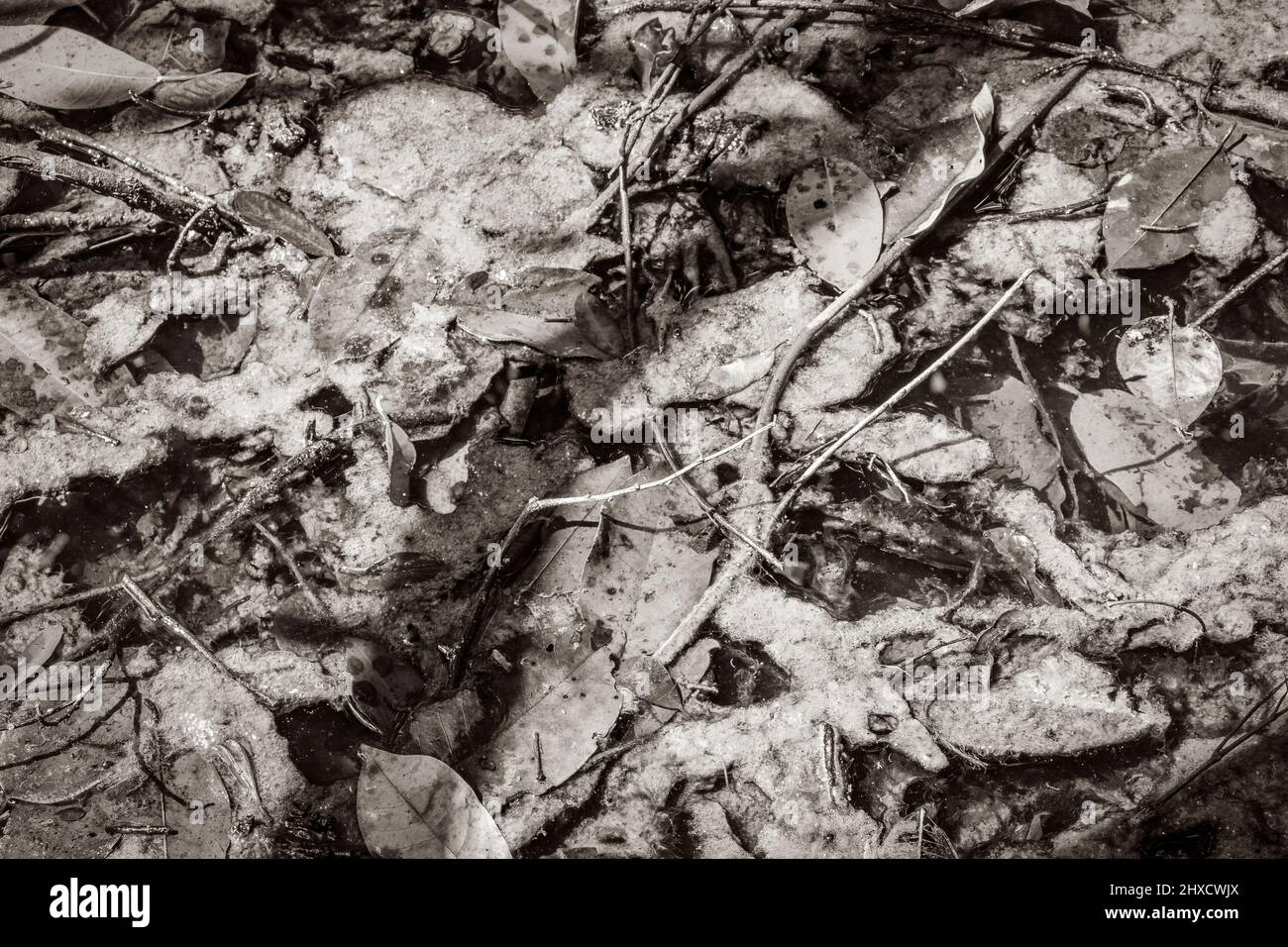 Old black and white picture of a texture of a tropical natural jungle ...