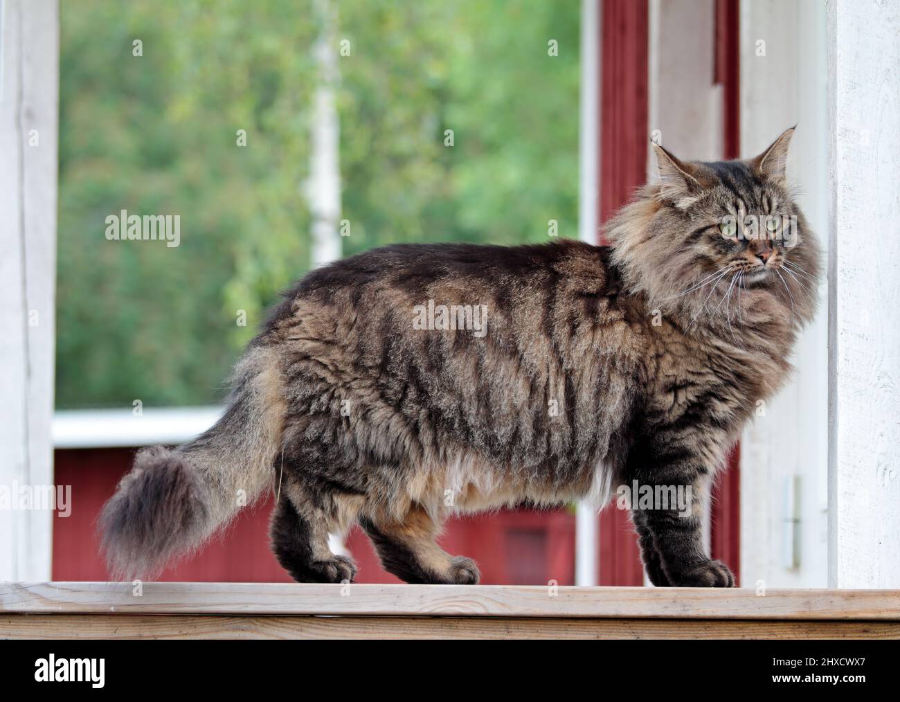 A norwegian forest cat male standing on a step in front of a house