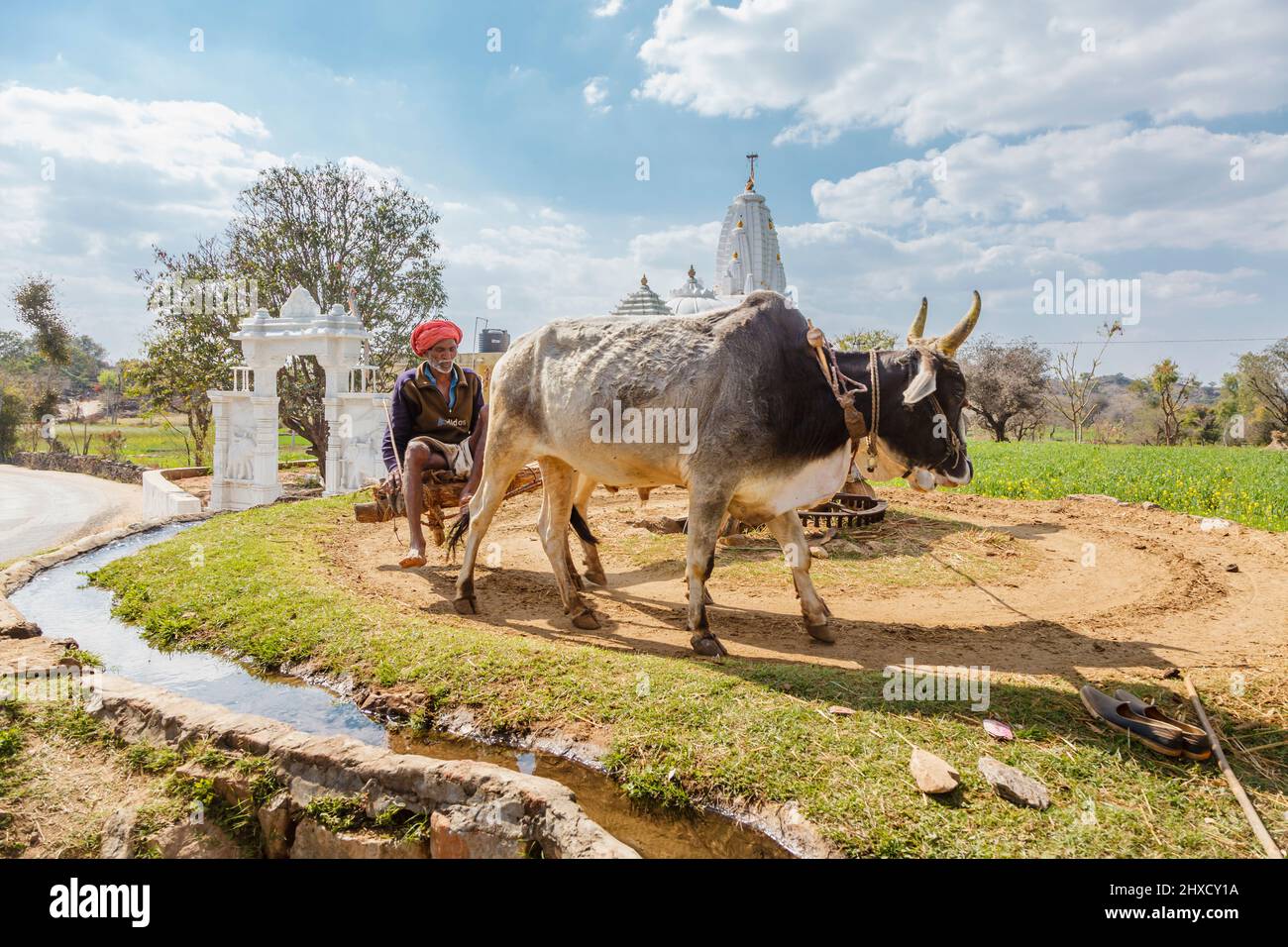 A farmer draws water from a well by a wheel turned by bullocks for irrigation, Kumbhalgarh, Aravalli Hills, Rajsamand district, Udaipur, Rajasthan Stock Photo
