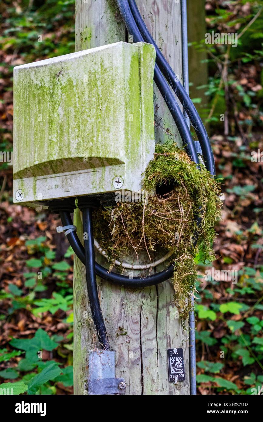 Wren's nest on a telephone pole behind the terminal box. Built from moss and small twigs. Stock Photo