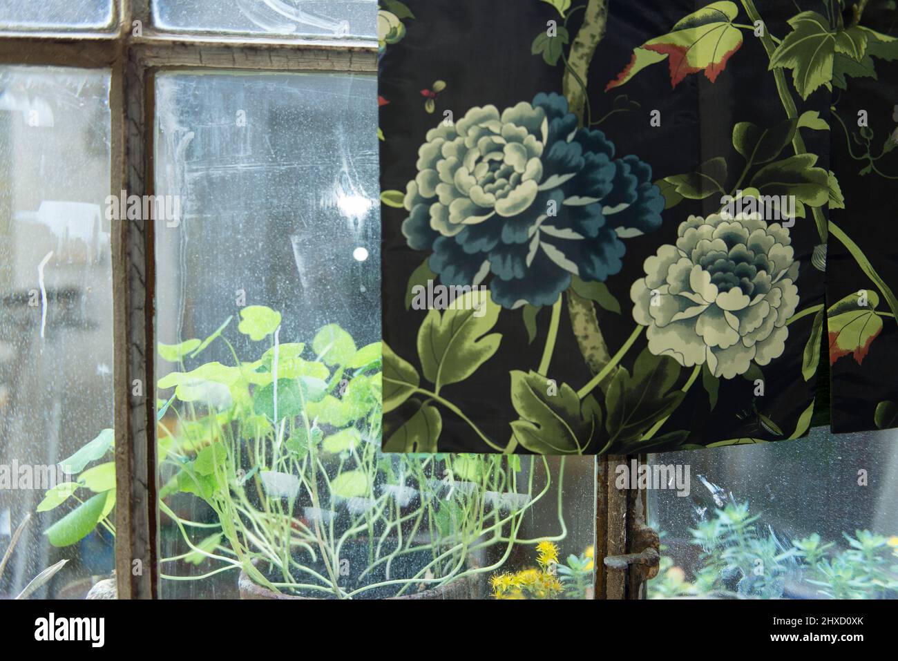 Fabric pattern on window, plants inside outside, studio window Stock Photo