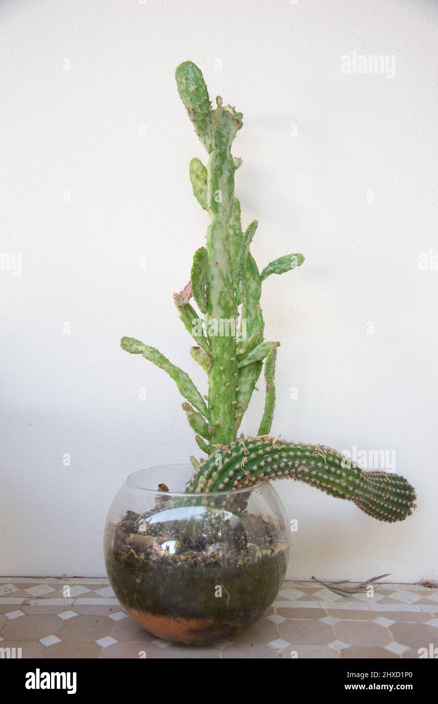 Cactus grown crooked in a glass jar Stock Photo