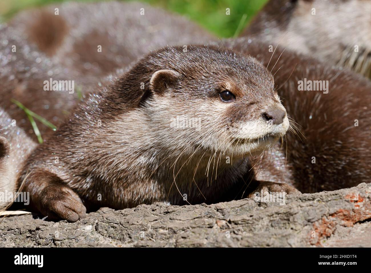 Dwarf or short-clawed otter (Aonyx cinerea), adult, Asia Stock Photo