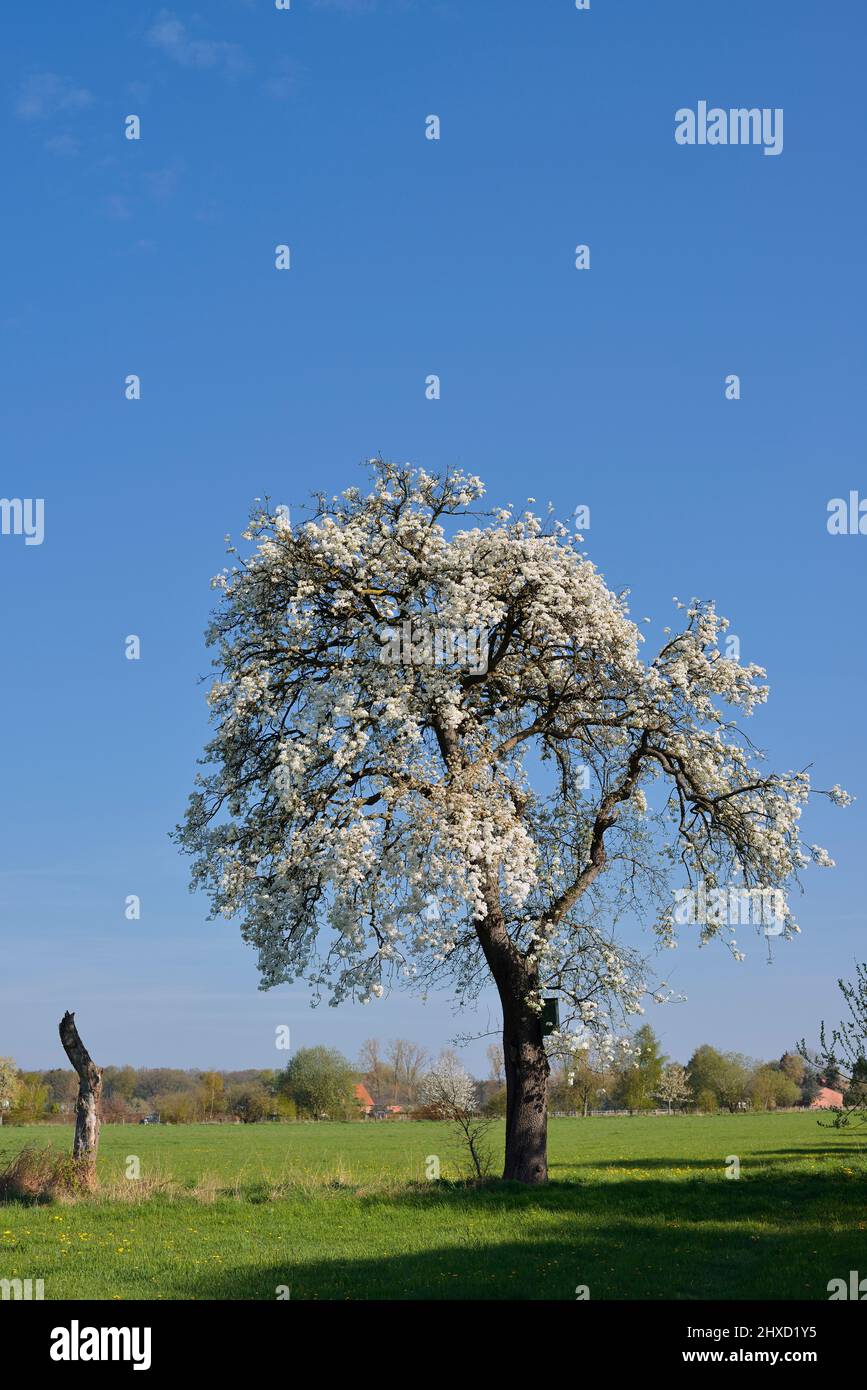 Pear tree (Pyrus communis), flowering in spring, Münsterland, North Rhine-Westphalia, Germany Stock Photo