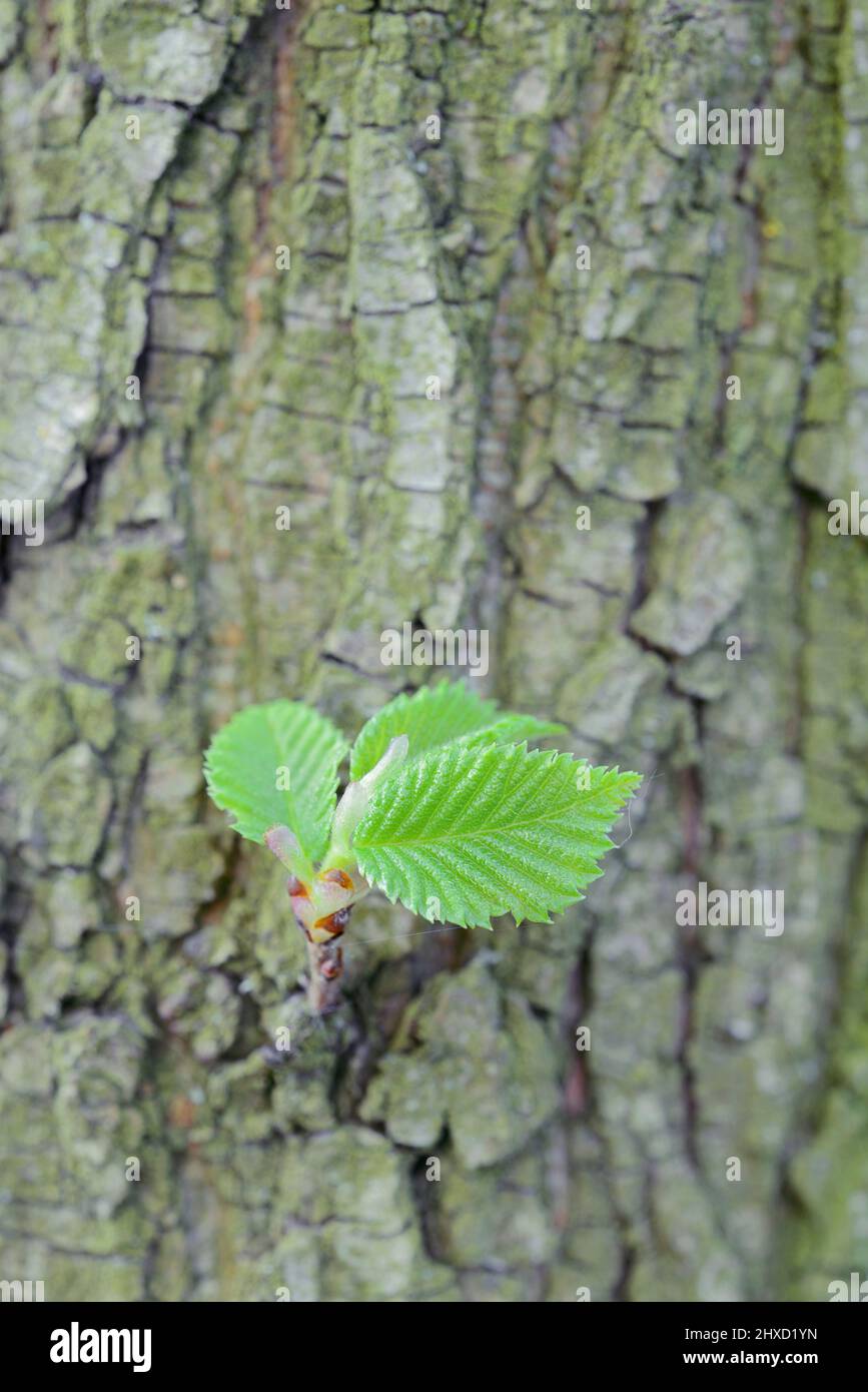 Fluttering elm (Ulmus laevis), leaves on trunk, spring, North Rhine-Westphalia, Germany Stock Photo