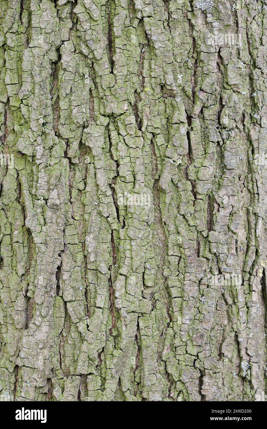 Fluttering elm (Ulmus laevis), bark detail, North Rhine-Westphalia, Germany Stock Photo