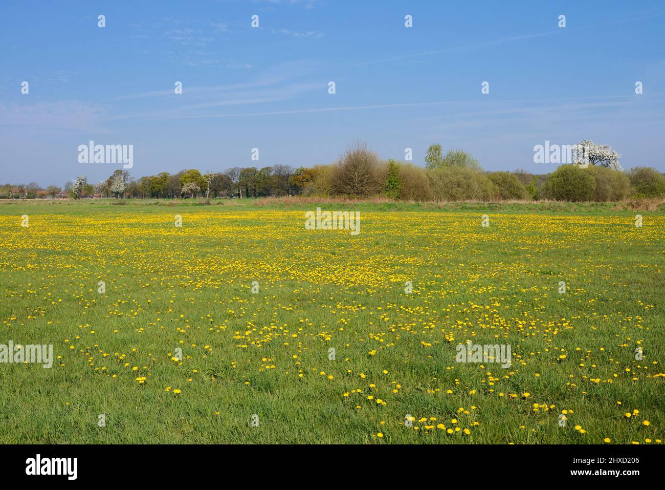 Meadow with common dandelion (Taraxacum officinale), spring, North Rhine-Westphalia, Germany Stock Photo