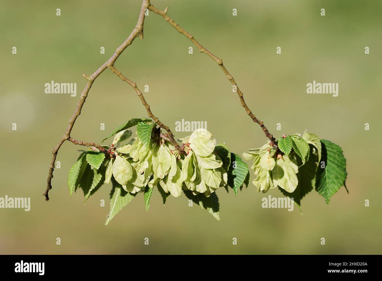 Fluttering elm (Ulmus laevis), branch with leaves and wing nuts, spring, North Rhine-Westphalia, Germany Stock Photo