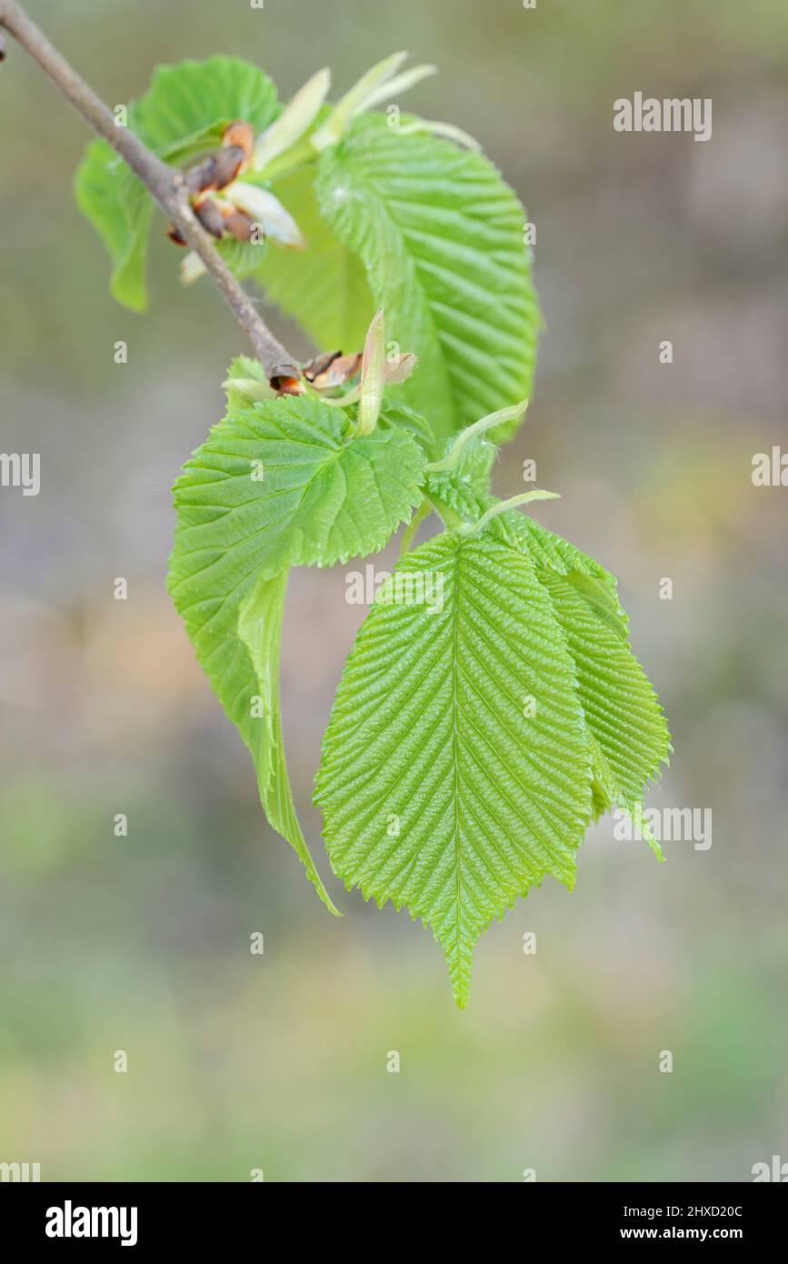 Fluttering elm (Ulmus laevis), branch with leaves, spring, North Rhine-Westphalia, Germany Stock Photo
