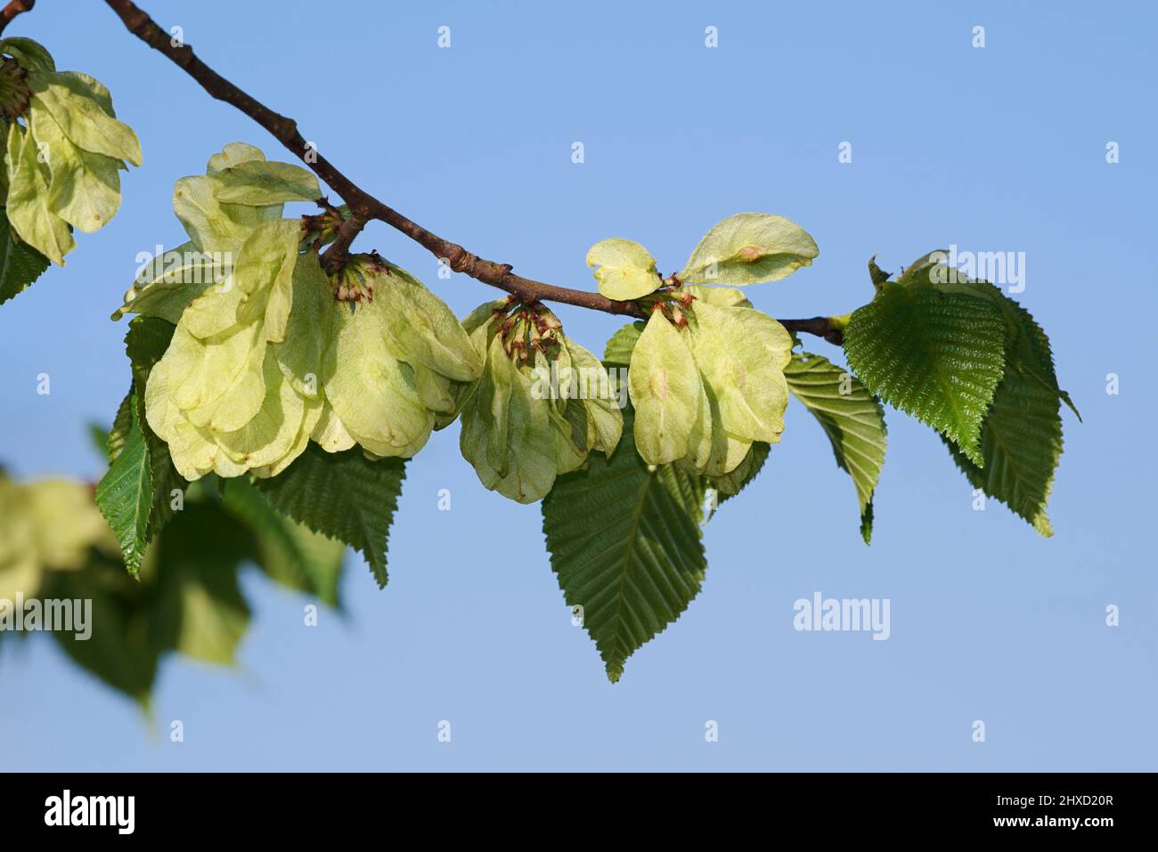 Fluttering elm (Ulmus laevis), branch with leaves and wing nuts, spring, North Rhine-Westphalia, Germany Stock Photo