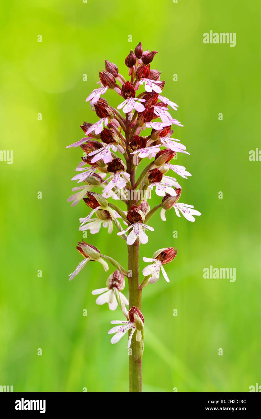 Purple orchid (Orchis purpurea), inflorescence, North Rhine-Westphalia, Germany Stock Photo