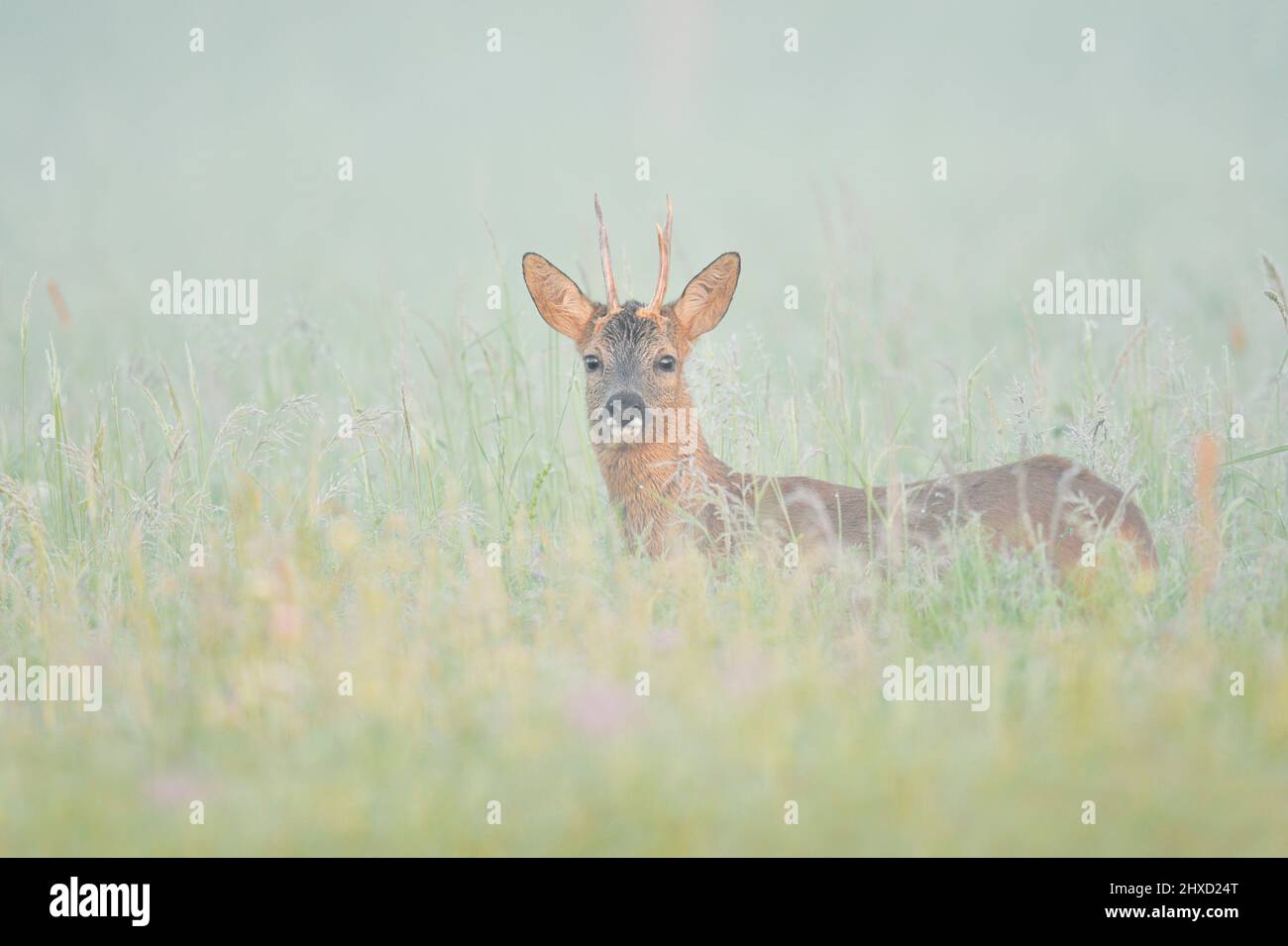 European roe deer (Capreolus capreolus), roe buck in spring, morning fog, North Rhine-Westphalia, Germany Stock Photo