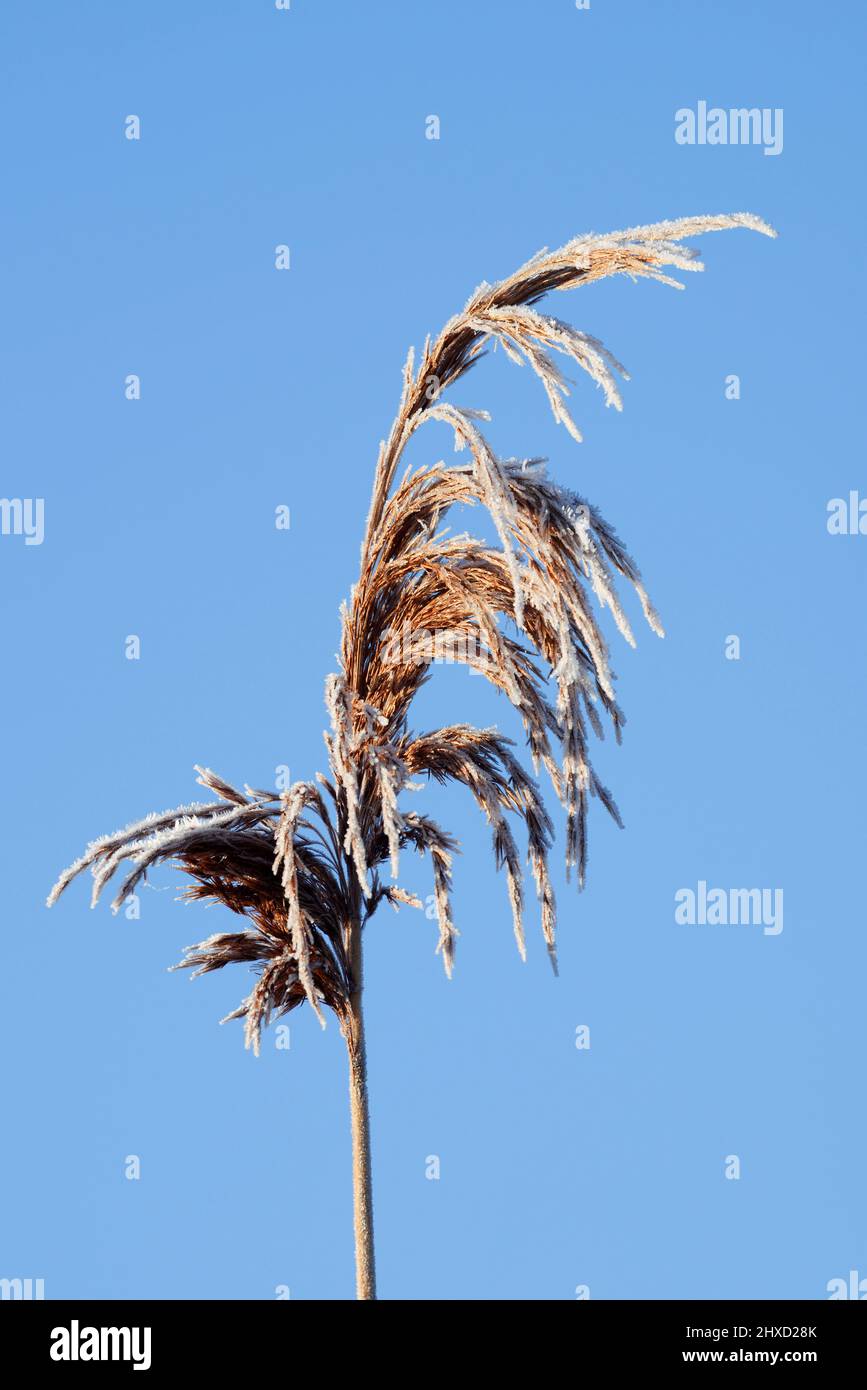 Reed (Phragmites australis), fruiting stem with hoar frost in winter, North Rhine-Westphalia, Germany Stock Photo