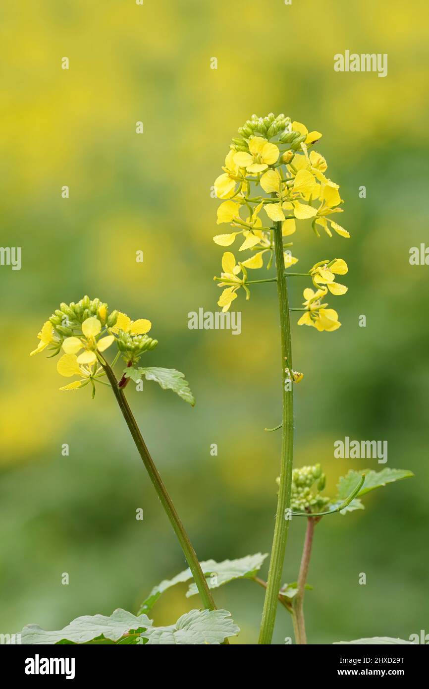 Field mustard hires stock photography and images Alamy
