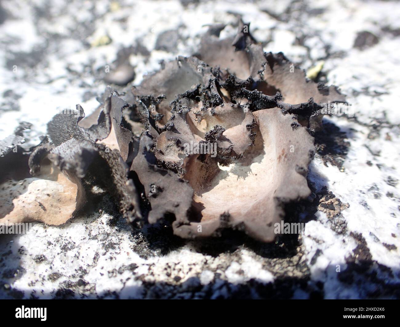 Foliose lichen Umbilicaria aprina on rock on Cormorant Island, Arthur Harbor, Antarctica Stock Photo