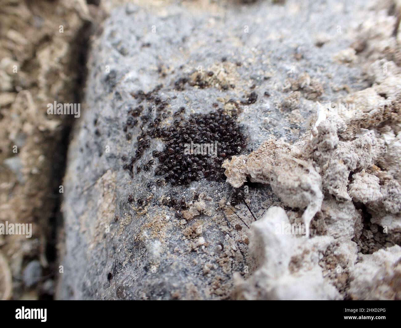 Cluster of mites Alakozetes invertebrate insect on rock on Cormorant Island, Arthur Harbor, Antarctica Stock Photo