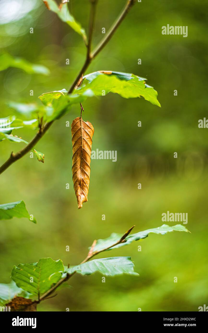 Withered leaf from last year hi-res stock photography and images - Alamy