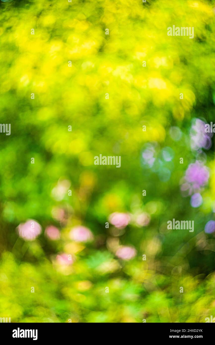 Defocused abstract nature background with flowers and natural blurred bokeh background of flowers Stock Photo
